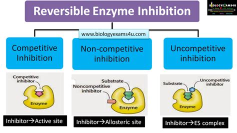 Reversible Enzyme Inhibition Competitive Non Competitive And