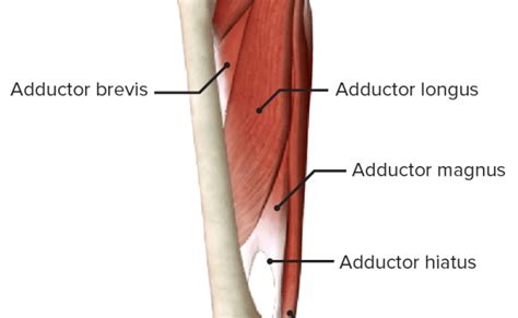 Muscles Of The Back And Hip Hip Adductors Anatomy Innervation Otosection