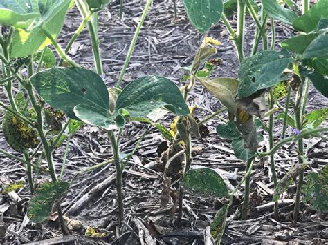 soybean gall midge new counties infested and second generation adults emerging cropwatch