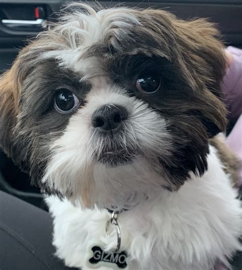 Clever, soft, and cuddly, it is no wonder why maltese puppies puppy cut pictures. Shih Tzu Puppies For Sale | Rochester, NY #326483