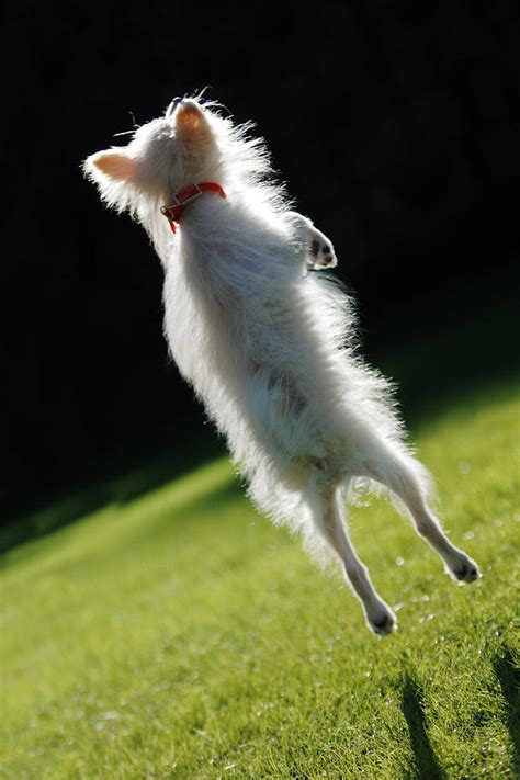 Dog Jumping Photograph By Jill Reger