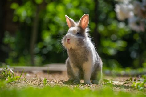 Everything You Ought To Know Before Keeping Dwarf Bunnies As Pets