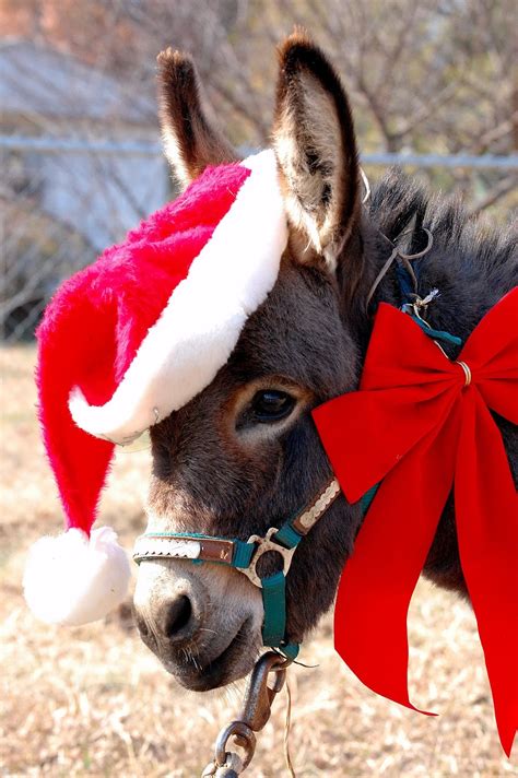 Margs Animals Donkey Christmas