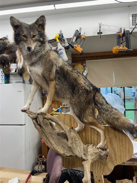 Coyote Mount Taxidermy Hunting New York Ny Empire State Hunting
