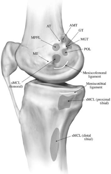 Medial Collateral Ligament Of The Knee Anatomy Management And