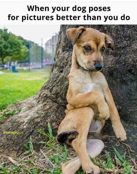Pin On Funny Dog Selfies