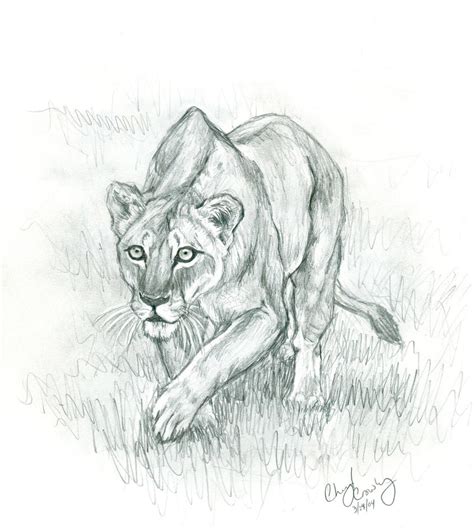 Pencil Drawings Of Lioness Pencildrawing2019