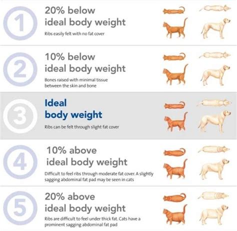 Weight Body Condition Score Vetwest Veterinary Clinics
