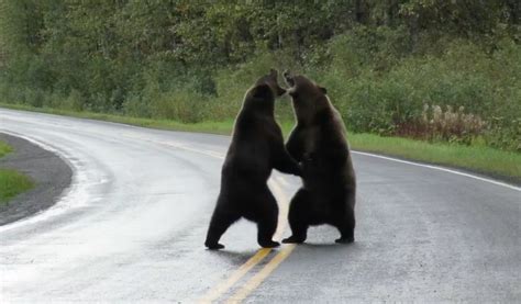 Rare Footage Of Two Grizzly Bears Fighting In Northern Bc Goes Viral
