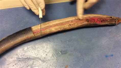 Internal Dissection Of A Lamprey Youtube