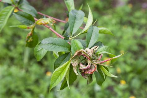 Peach Leaf Curl And How To Avoid It The English Garden