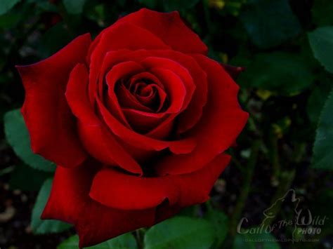 See more ideas about roses are red poems, funny poems, roses are red, violets are blue. make2fun: red roses, most popular rose, rose wallpapers ...