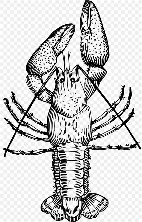 Crayfish Drawing Louisiana Crawfish Clip Art Png 1537x2400px