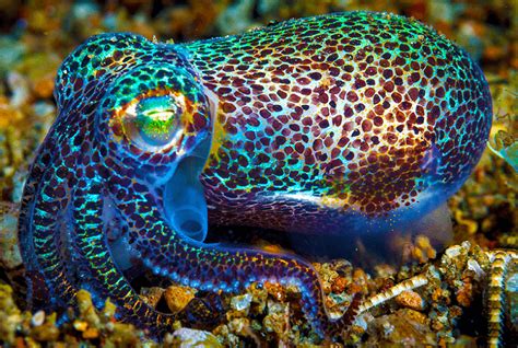 Hawaiian Bobtail Squid Full Grown They Are Only 1 To 2 12 Long But