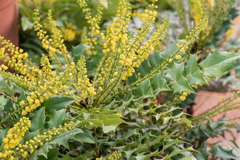 Comment Planter Et Entretenir Le Mahonia Au Jardin