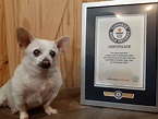 30-Year-Old Dog Bobi Named Guinness World Records' Oldest Dog Ever