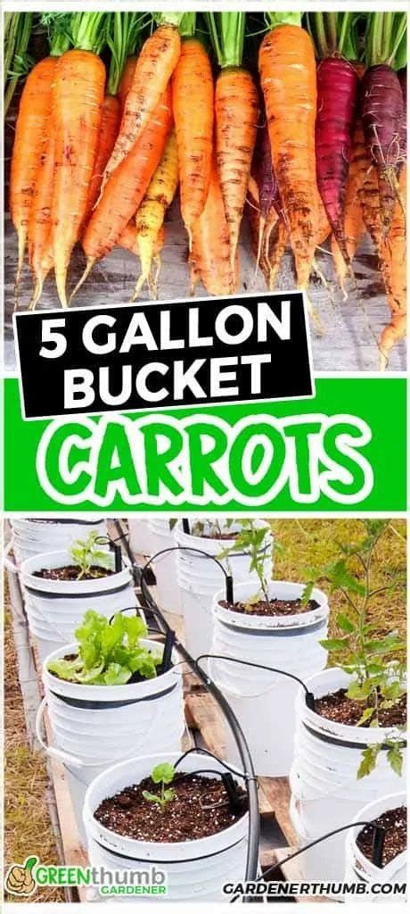 Growing Carrots In A 5 Gallon Bucket Growing Carrots Container