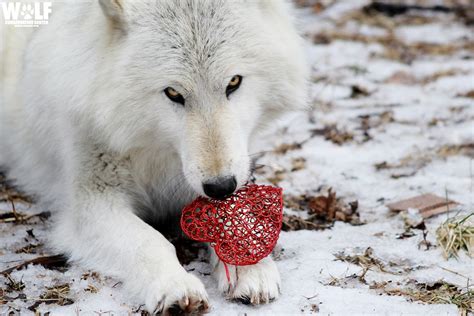 Valentines Day Virtual Enrichment Program With Wolves Wolf