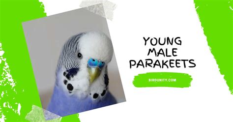 The Young Male Parakeets A Guide To Care And Breeding