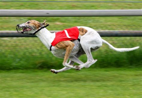 Greyhound The Fastest Dog In The World