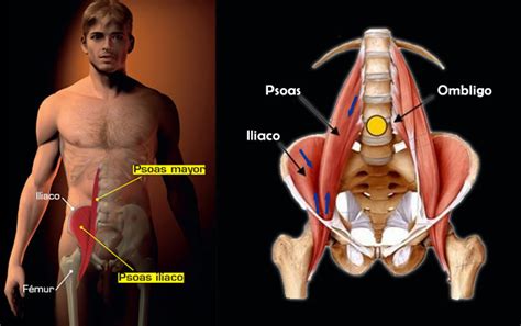 Rutinas De Ejercicio Dolor De Cintura Dolor Lumbar Tratamiento