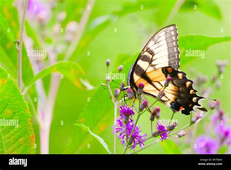 Tiger Swallowtail Butterfly Stock Photo Alamy
