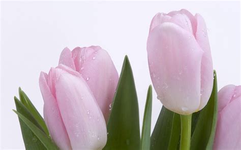 Download Flower Hd Pink Tulips Wallpaper