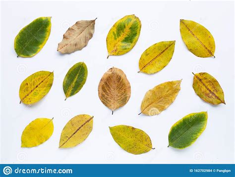 Green Yellow Leaves And Dry Leaves On White Stock Photo Image Of