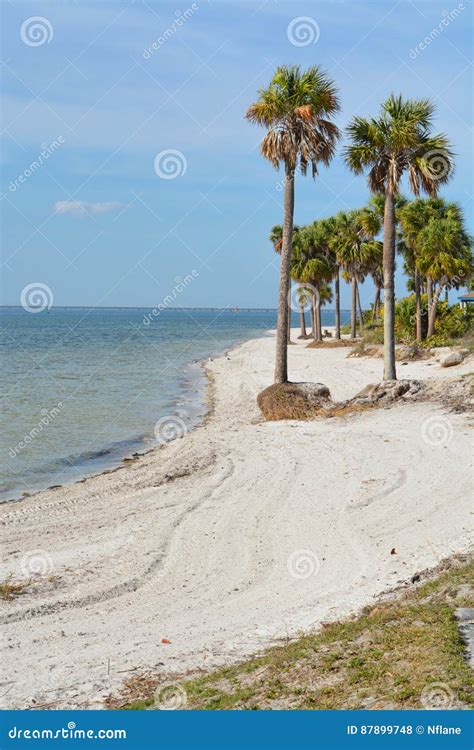Palm Trees In The Park On Tampa Bay Florida Stock Photo Image Of