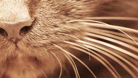 Concerned your cat is shedding more than normal? Do Cats Shed Their Whiskers? Reasons Why? | Pawsome Kitty