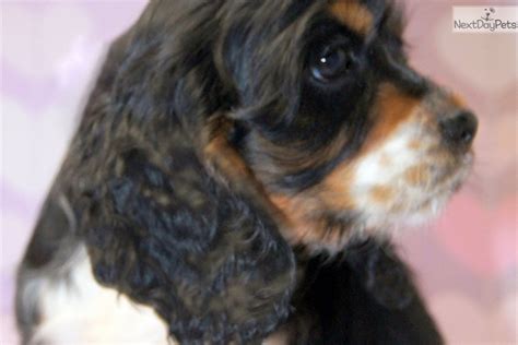 Review how much english cocker spaniel puppies for sale sell for below. Female 1: Cocker Spaniel puppy for sale near Lincoln ...