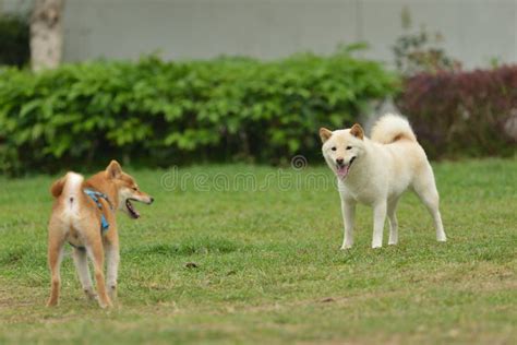 Hokkaido Dog Stock Photo Image Of Chatting Game Brown 176150262