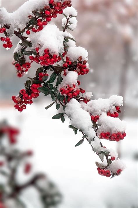 Are you looking for aesthetic christmas design images templates psd or png vectors files? Snow on fruit is an aesthetic. : fruit