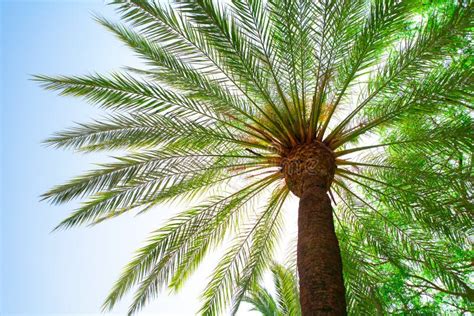 Big Palm Tree Stock Image Image Of Tree Travel Nature 26855735