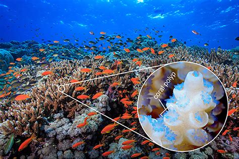 Why Are Coral Reefs Hotspots Of Life In The Ocean · Frontiers For