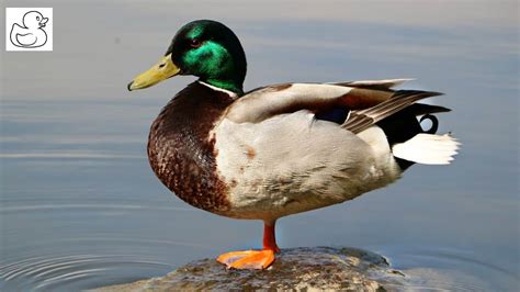 Defining Traits Of A Duck The Complete Guide