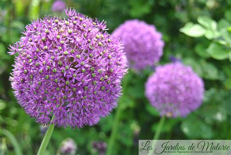 Allium Purple Sensation Les Jardins De Malorie