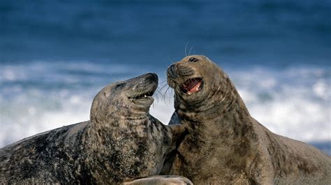 Grey Seals Bing Wallpaper Download