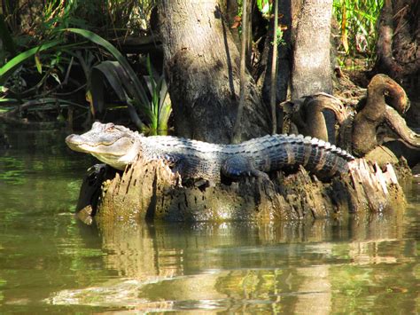 Alligator Bayou Swamp Louisiana Flickr