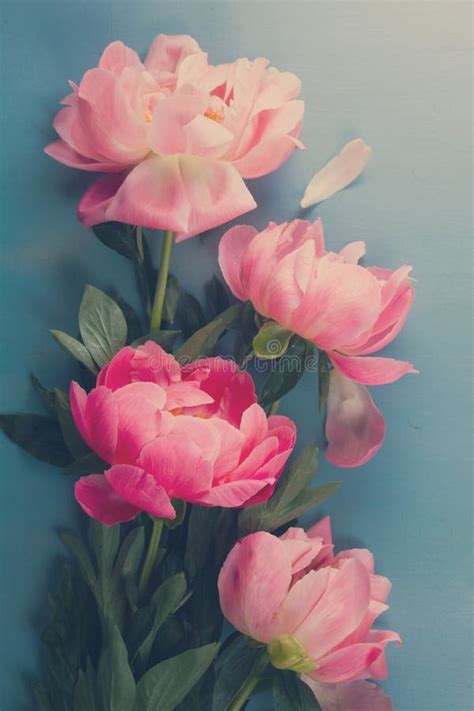Fresh Peonies On Blue Stock Image Image Of Floral Color 101109761