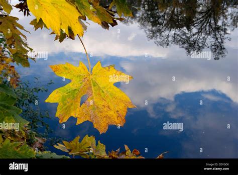 Nov 4 2011 Roseburg Oregon Us Fall Leaves Show Their Colors