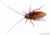 A Picture Of A Cockroach Images