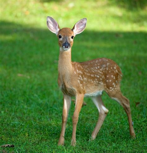 What Does Baby Deer Eat