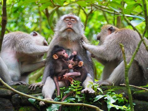 Monkey Forest Na Bali Travel And Keep Fit