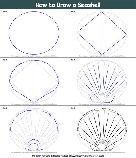 How To Draw A Seashell Images And Photos Finder