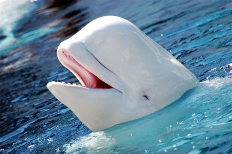 Beluga Whale Facts Information Images And Video