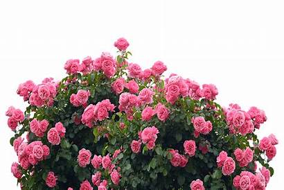Roses Rose Nature Pixabay Pink Flowers Garden