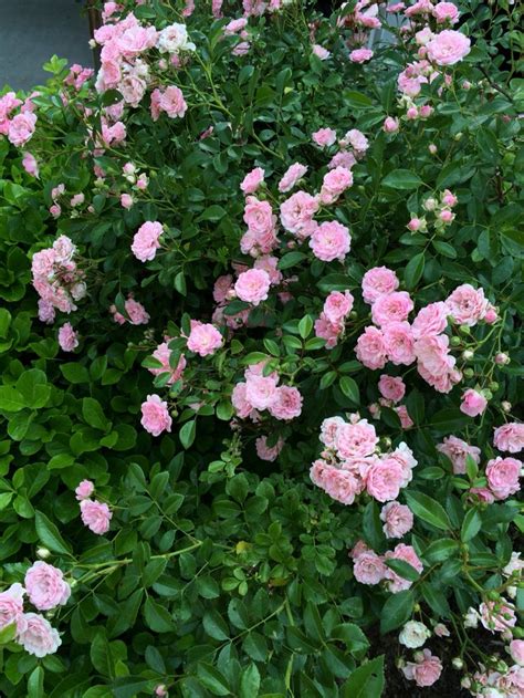 Climbing Pink Rose