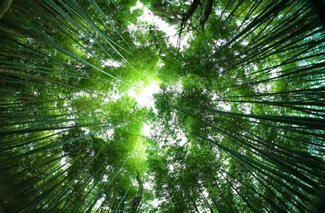 Amazing Place In The World Sagano Bamboo Forest Located