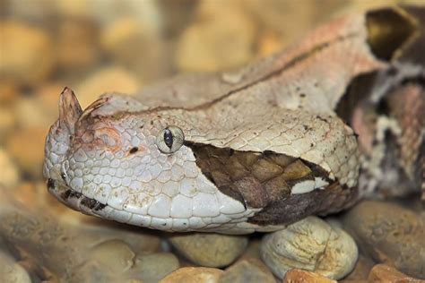 Gaboon Viper By Sayer Gaboon Viper Viper Snake Snake